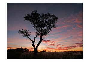Fotobehang - Acacia boom silhouet