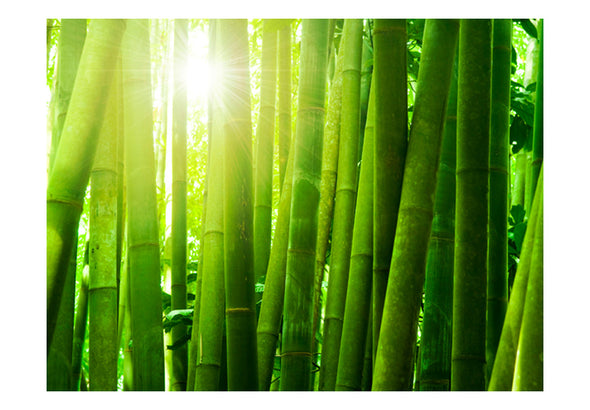 Fotobehang - Zon en bamboe