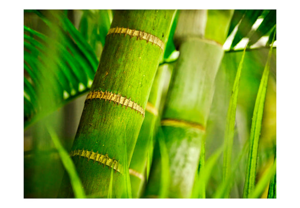 Fotobehang - bamboe - detail