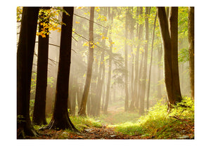 Fotobehang - Mysterious forest path