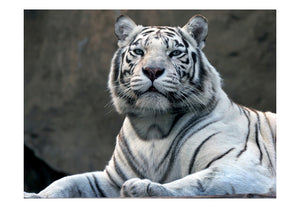 Fotobehang - Bengaalse tijger in dierentuin