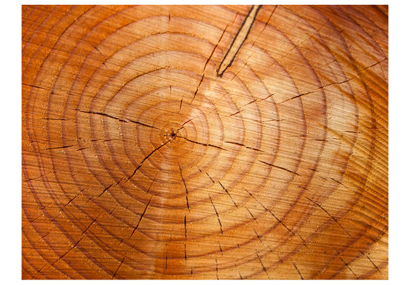 Fotobehang - Jaarlijkse ringen op een boomstam