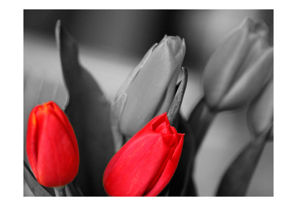 Fotobehang - Rode tulpen op zwarte en witte achtergrond