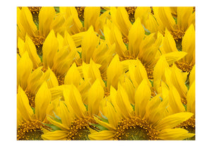 Fotobehang - sunflowers - background
