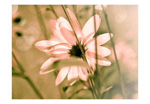 Fotobehang - Summer flower