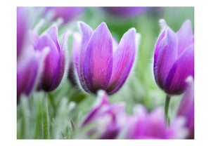 Fotobehang - Paars lente tulpen