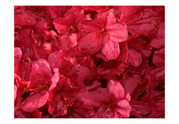Fotobehang - Red azalea