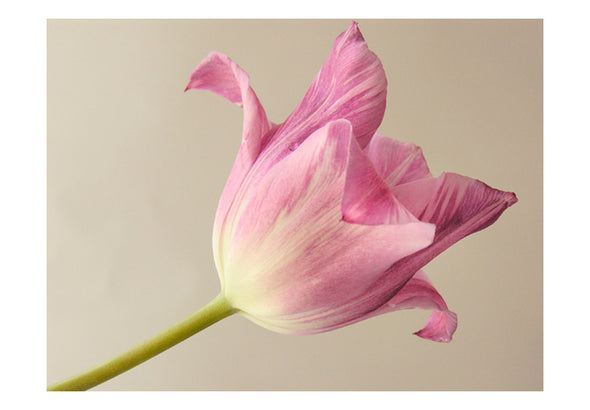 Fotobehang - Pink tulip