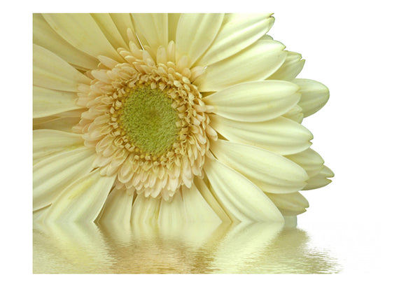 Fotobehang - Witte gerbera daisy