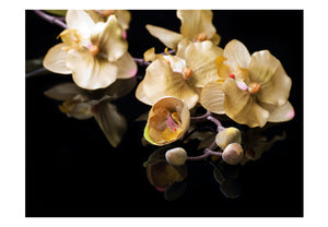 Fotobehang - Orchids in ecru color