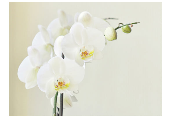 Fotobehang - Witte orchidee