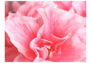 Fotobehang - Roze azalea bloemen
