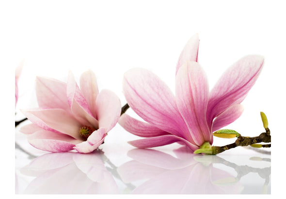 Fotobehang - Magnolia bloem