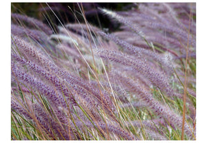Fotobehang - Groen veld en paarse bloemen