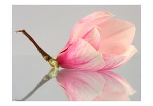 Fotobehang - Een eenzame magnolia bloem