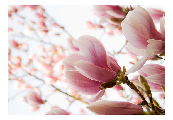 Fotobehang - Roze magnolia