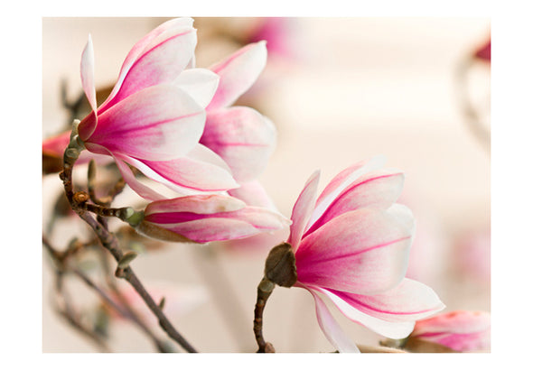 Fotobehang - Branch of magnolia tree