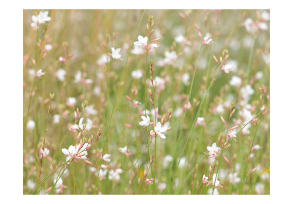 Fotobehang - Witte delicate bloemen
