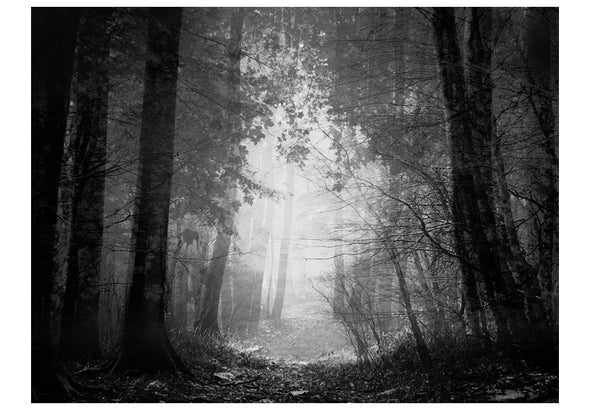 Fotobehang - Forest of shadows