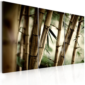 Foto schilderij - In het tropisch regenwoud
