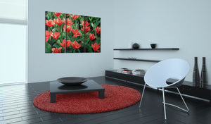 Foto schilderij - Red tulips in bloom