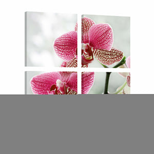 Foto schilderij - Fancy orchidee