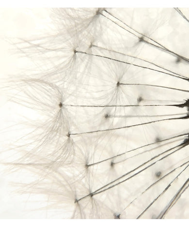 Fotobehang - White Dandelion