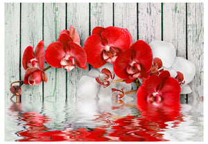 Fotobehang - Ruby orchid
