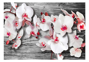 Fotobehang - Callous orchids