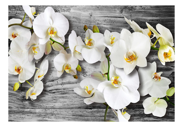 Fotobehang - Callous orchids III