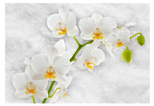 Fotobehang - Lyrical orchid - White
