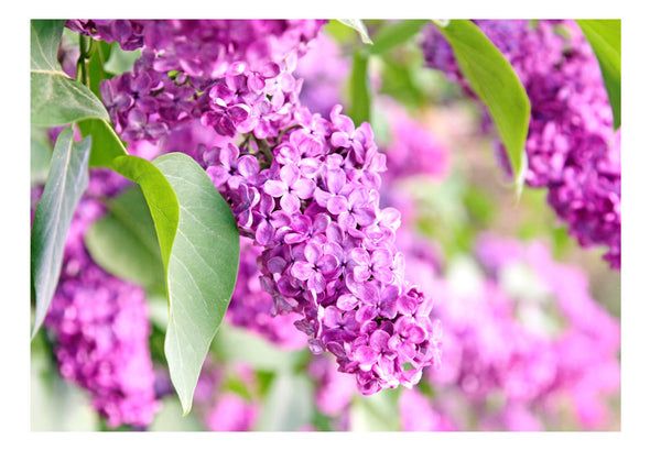 Fotobehang - Lilac flowers