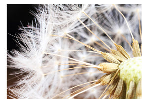 Fotobehang - Fluffy dandelion