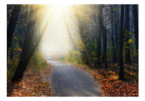 Fotobehang - Road through the Forest