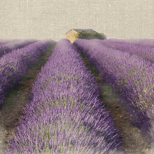 Aluminium schilderij Lavender Field