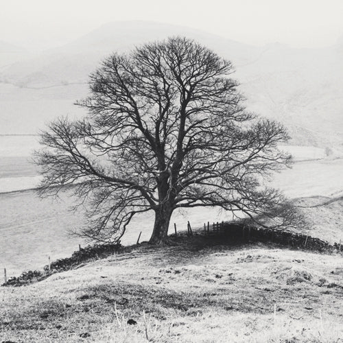 Aluminium schilderij Misty Tree, Peak District,  England